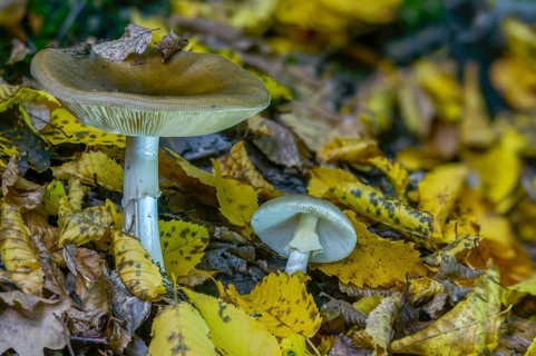 Amanita phalloides, amanita viridis, gout sponge, poisonous mushroom, poisonous greenling, green