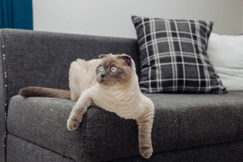 Scottish fold gray cat relaxes comfortably on a couch in a bright and airy living room setting