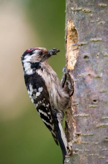 Dendrocopos minor, dryobates minor, small woodpecker, lesser spotted woodpecker, birds, high size,