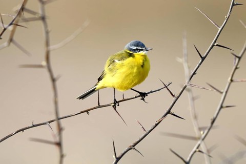 A yellow wagtail perched in a thorn bush, animals, birds, (Motacilla flava), Bavaria, Bavaria,