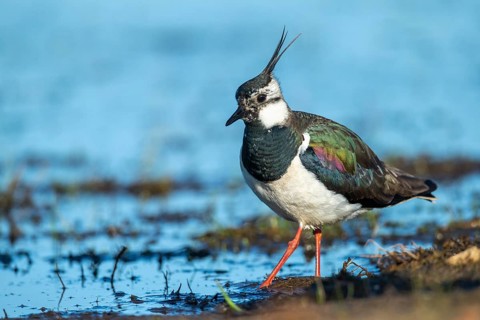 Northern Lapwing (Vanellus vanellus) in a wet meadow, Lembruch, Lower Saxony, Germany