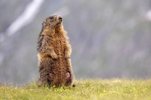Alpine marmot (Marmota marmota), Heiligenblut, Carinthia, Austria