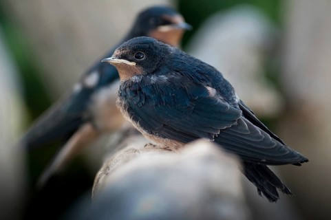 Hirundo rustica, house martin, swallow, birds, adolescent, juvenile, passeri, swallows, songbirds,