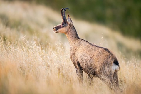Chamois (Rupicapra rupicapra) on a meadow in the Vosges Mountains, wildlife, France
