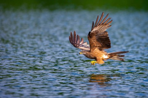 Black Kite (Milvus migrans) in flight, Müritz National Park, Feldberg Lake District,