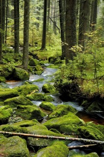Auwald, Herbstwald, Bavarian Forest, Germany, Germany