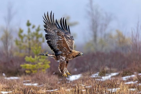 European golden eagle (Aquila chrysaetos chrysaetos) adult flying over moorland, heathland in