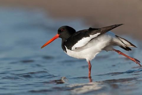 Oystercatchers, Haematopus ostralegus, oystercatchers, birds, charadriiformes, limikolen, snipe