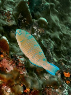 A vibrantly coloured blue-striped parrotfish (Scarus ghobban) swims through a lively underwater