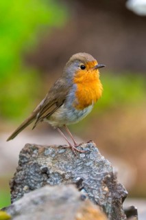 Erithacus rubecula, robin, robins, birds, high size, portrait format, passeri, songbirds, birds