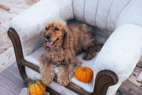 A friendly dog lounges comfortably on an ornate armchair, positioned in a rustic outdoor