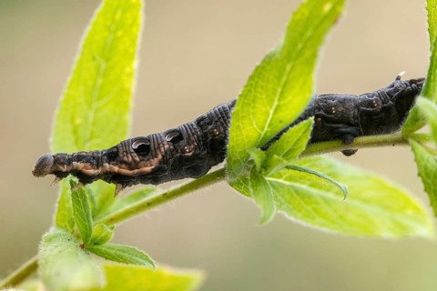 Deilephila Elpenor, medium wine swarmer, sphingidae, butterfly, elephant hawk moth, insects, large