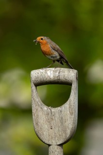 European robin (Erithacus rubecula) adult garden bird on a fork handle with grubs for food in its