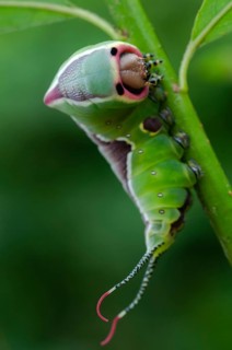 Cerura vinula, fork tail, large fork tail, notodontidae, puss moth, toothmoth, butterfly,