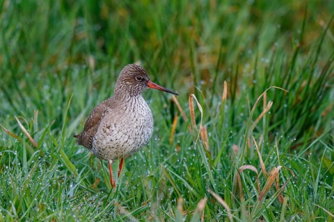 Common Redshank (Tringa totanus), Netherlands