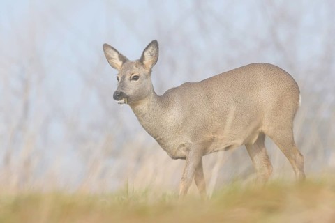 European roe deer (Capreolus capreolus), a doe in the morning mist, winter, North Rhine-Westphalia,