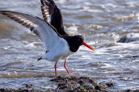 Oystercatcher (Haematopus ostralegus), Weststrand, Norderney, East Frisia, Lower Saxony, Germany