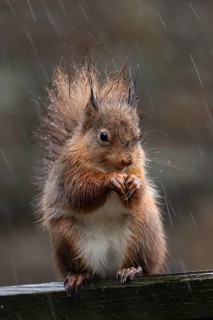 Red squirrel (Sciurus vulgaris) adult animal on a fence soaking wet in a rain storm, England,