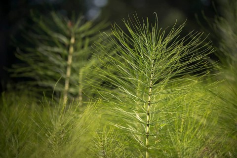 Equisetaceae, Equisetum telmateia, giant horsetail, horsetail, northern giant horsetail, plants