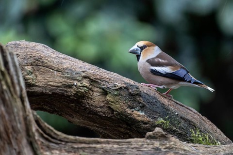 Hawfinch (Coccothraustes coccothraustes), Emsland, Lower Saxony, Germany