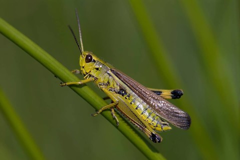 Caelifera, field locusts, grasshoppers, short-feeler scare, mecostethus grossus, stethophyma