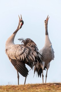 A crane (Grus grus) during courtship, display behaviour, Fågelsjö, Gävleborg County, Sweden