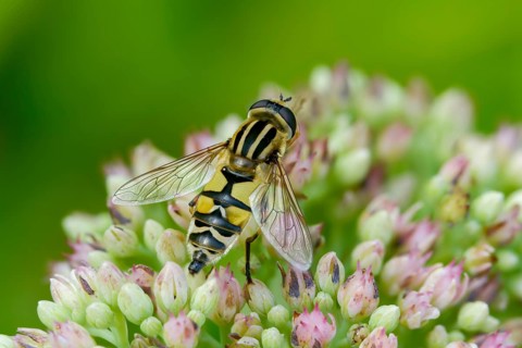 Common tiger hoverfly, common swamp hoverfly, helophilus pendulus, sunfly, swamp hoverfly, insects,