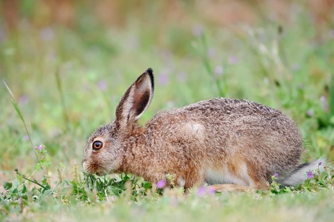 A brown hare (Lepus europaeus) is sitting in a meadow eating, North Rhine-Westphalia, Germany