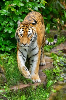 Siberian tiger (Panthera tigris tigris) walking through bushes on a rainy day, captive, Germany