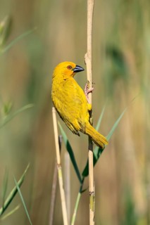 Golden Weaver (Ploceus subaureus), adult, perched, male, alert, iSimangaliso Wetland Park,