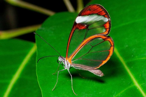 Animals, insects, butterflies, glasswing butterfly (Greta oto), national park, Costa Rica, South