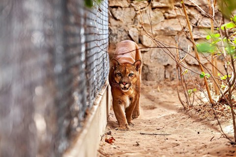 A Cougar is walking on sandy ground near a fence, surrounded by trees and leaves. A mountain lion,