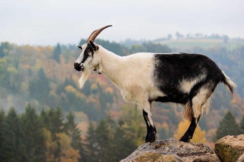 A peacock goat (Capra aegagrus f. hircus) stands on a rock on a hazy sunny morning. In the