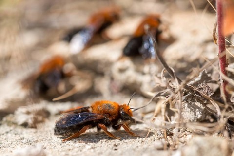 Apidae, bees, chalicodoma sicula, granelli, hymenoptera, Italy, megachile sicula, mortar bee,