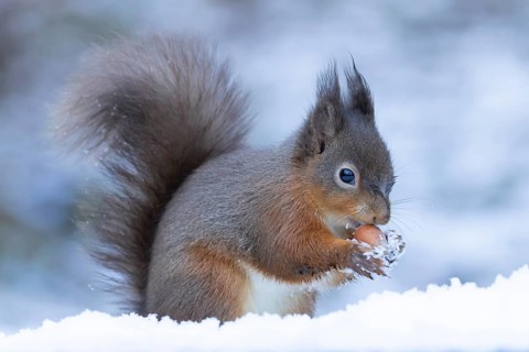Red squirrel (Sciurus vulgaris) adult animal eating a hazel nut in snow in winter, England, United