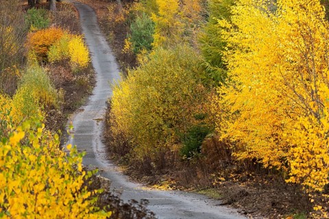 Mixed autumn forest, aerial view, Melle, Lower Saxony, Germany