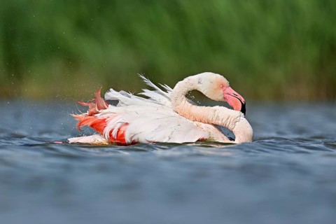 A greater flamingo (Phoenicopterus roseus) bathing in a pond, Camargue Regional Nature Park,