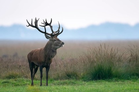 Red deer (Cervus elaphus), rut, Hoenderloo, Gelderland, Netherlands