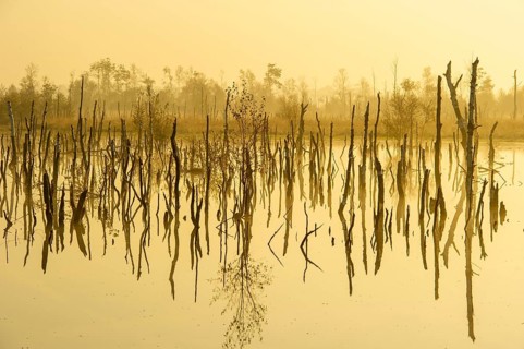 Misty moor at daybreak, Goldenstedt, Lower Saxony, Germany