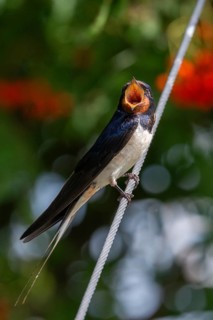 Hirundo rustica, barn swallow, birds, high size, portrait format, passeri, swallows, songbirds,