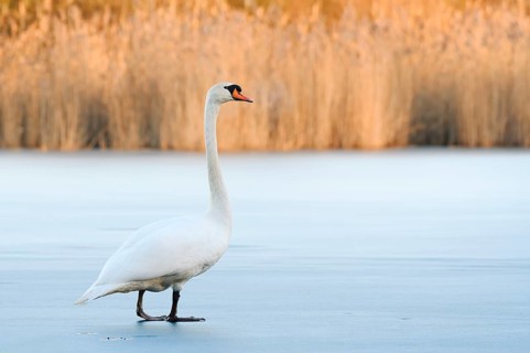 A mute swan (Cygnus olor) stands on a frozen lake in winter, North Rhine-Westphalia, Germany