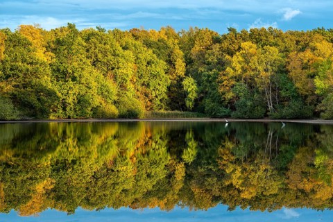 Autumn landscape at the Ahlhorn fish ponds, forest, Ahlhorn, Lower Saxony, Germany
