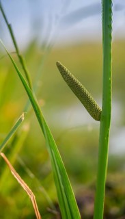 Acorus calamus, calamus, flora, high size, portrait, muskrat root, plants, sway, sweet flag