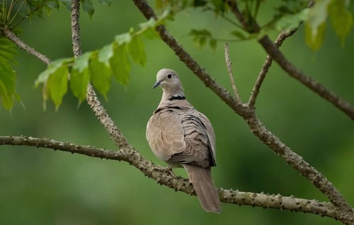 A Eurasian collared dove (Streptopelia decaocto) on a tree branch, sreepur, Gazipur, Bangladesh