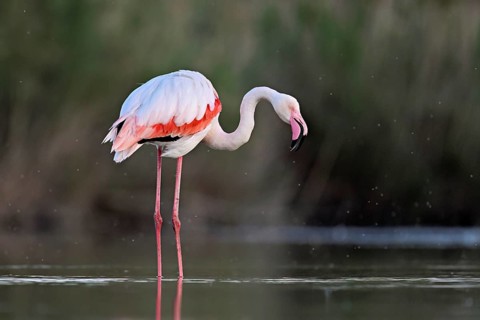 A greater flamingo (Phoenicopterus roseus), standing in the water, Camargue Regional Nature Park,