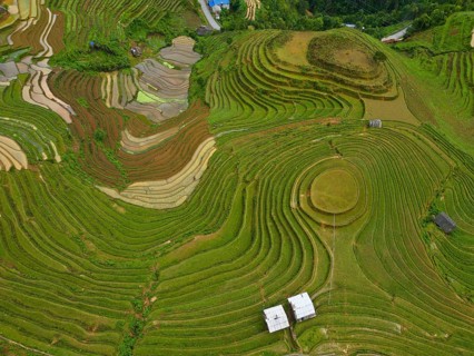 Aerial view of rice terraces setting new fresh green rice, new fresh green rice seedlings at Mù