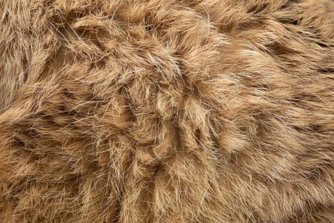 European brown hare (Lepus europaeus) adult animal close up of its fur coat, England, United