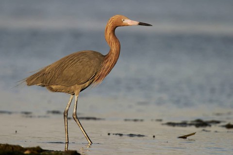 Animals, Birds, Bird, Rubella HeronReddish Egret, Heron, Egretta rufescens, Florida, USA, Florida,