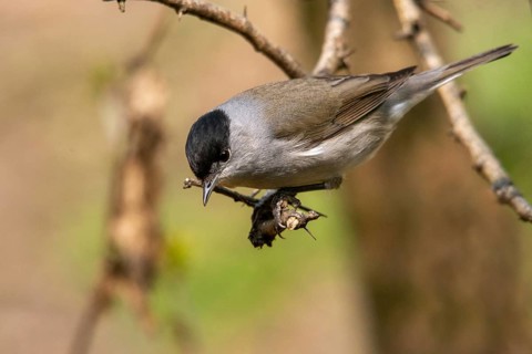 Blackcap, blackcap, blackcap, Sylvia atricapilla, birds, male, passeri, songbirds, birds
