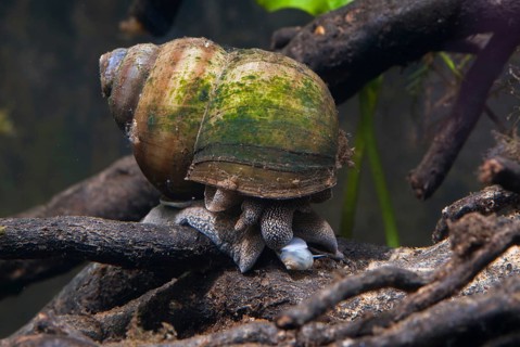 Danube river cover snail, Viviparus acerosus, gastropoda, mollusca, snails, molluscs